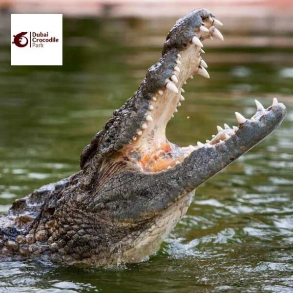 پارک کروکودیل دبی – Dubai Crocodile Park